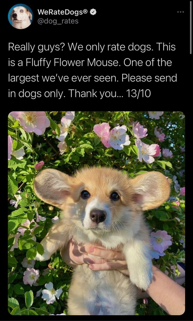  dog rates Really Guys We Only Rate Dogs This Is A Fluffy Flower 