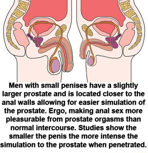 Men with small penises have a slightly larger prostate and is