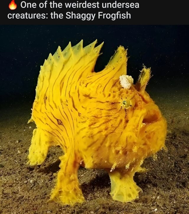 One Of The Weirdest Undersea Creatures The Shaggy Frogfish