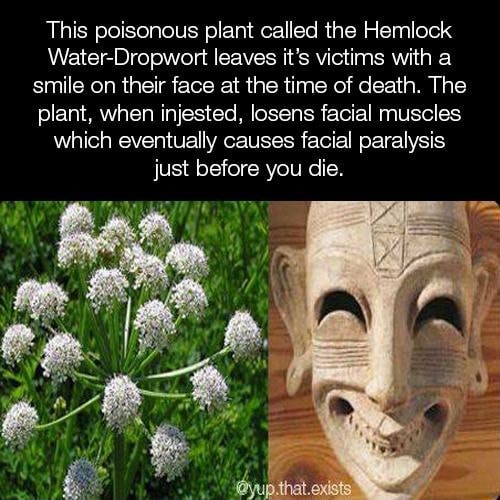 This poisonous plant called the Hemlock WaterDropwort leaves it's