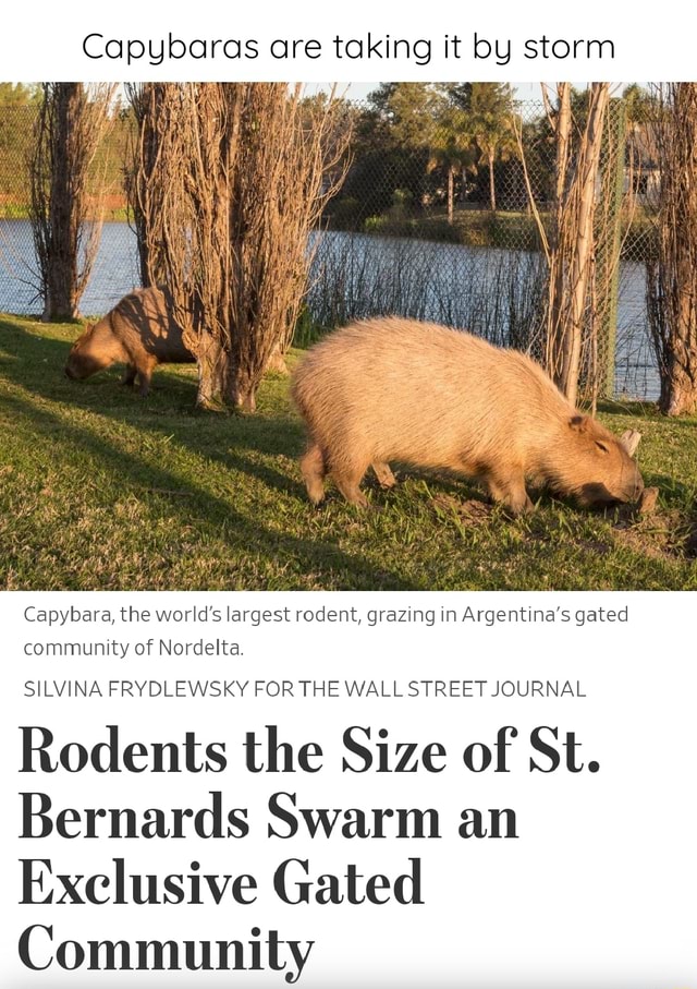 Capybaras are taking it by storm Capybara, the world's largest rodent,  grazing in Argentina's gated community of Nordelta. SILVINA FRYDLEWSKY FOR  THE WALL STREET JOURNAL Rodents the Size of St. Bernards Swarm