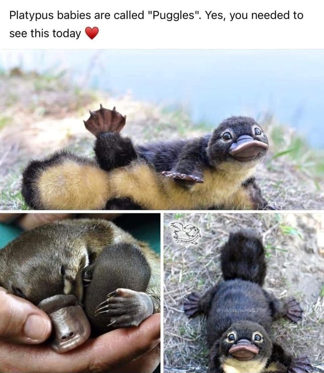 platypus-babies-are-called-puggles-yes-you-needed-to-see-this-today