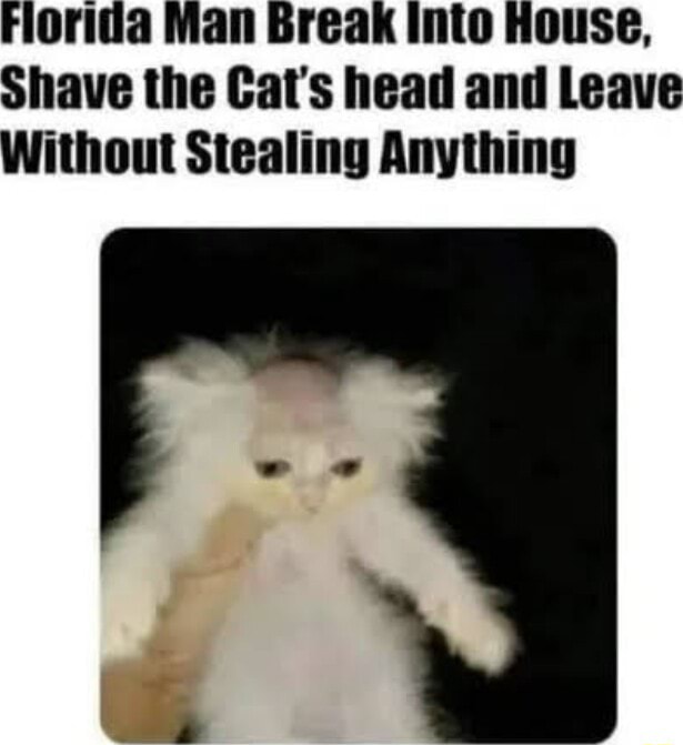 Florida man Break into House, Shave the Cat's head and Leave Without ...