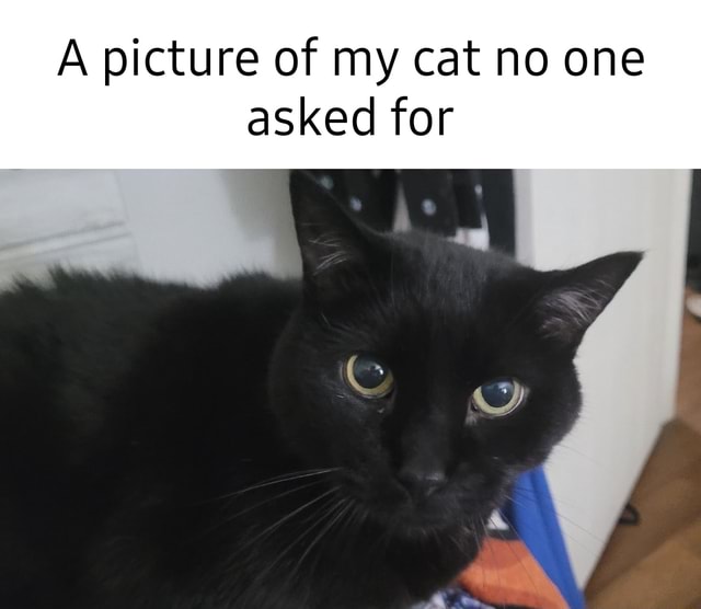 A picture of my cat no one asked for - iFunny