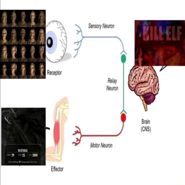 Sensory Neuron Receptor Relay Neuron Brain (CNS) Motor Neuron Effector ...