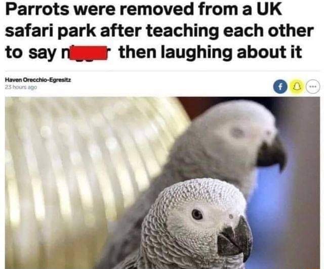 parrots-were-removed-from-a-uk-safari-park-after-teaching-each-other-to