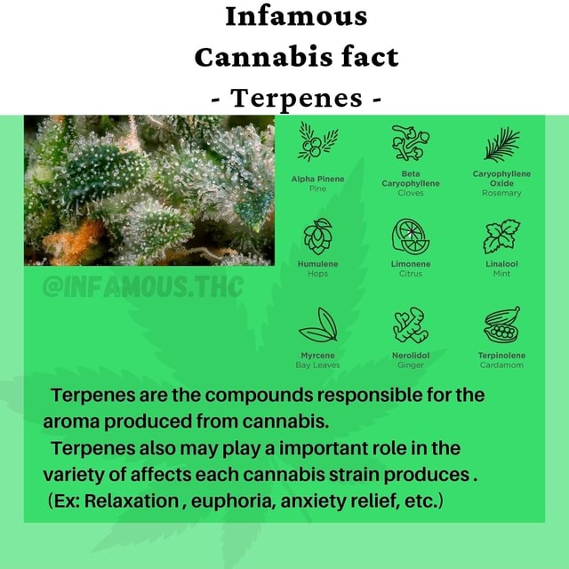 Infamous Cannabis Fact - Terpenes - Be K Beta Caryophyliene ...