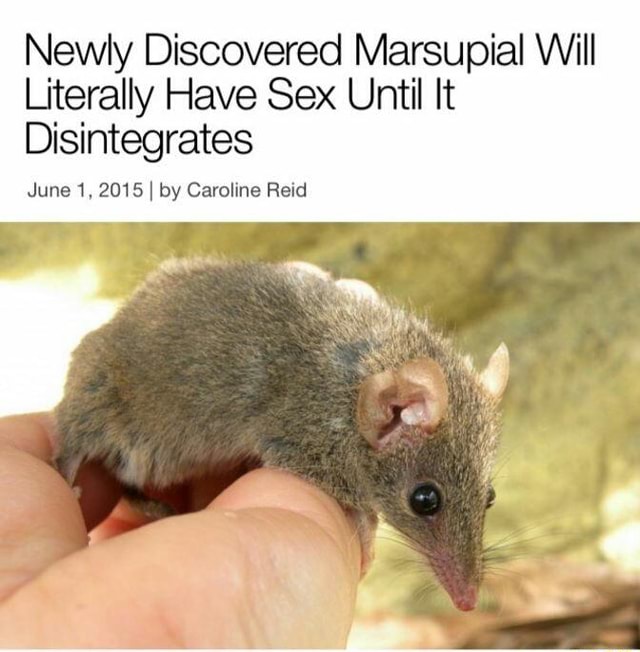 Newly Discovered Marsupial Will Literally Have Sex Until It Disintegrates June 1 2015 I By