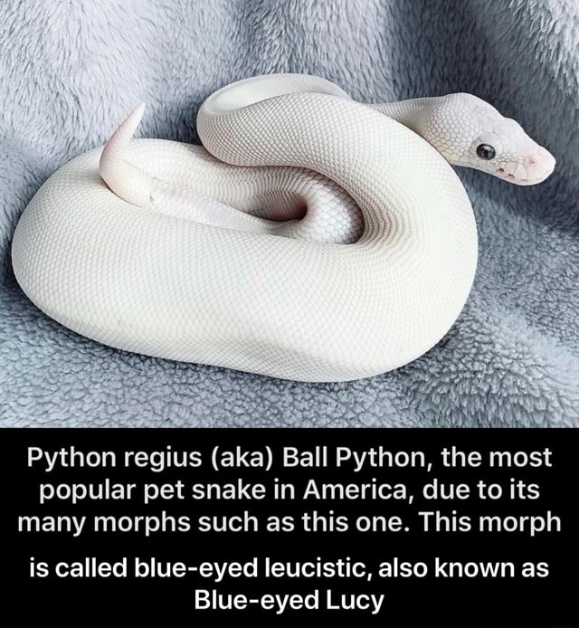 Python regius (aka) Ball Python, the most popular pet snake in America, due to its many morphs