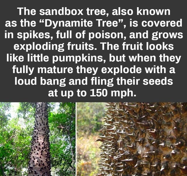 The Sandbox Tree Also Known As The “dynamite Tree” Is Covered In Spikes Full Of Poison And 5025