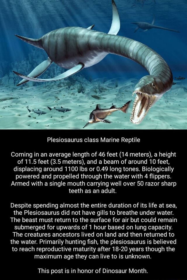 Plesiosaurus class Marine Reptile Coming in an average length of 46 ...