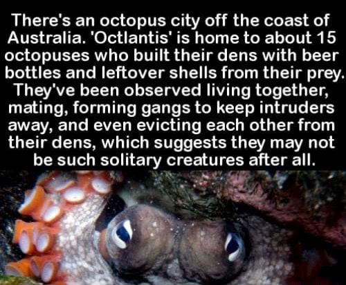 There's an octopus city off the coast of Australia. 'Octlantis' is home ...