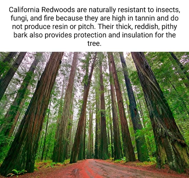 California Redwoods are naturally resistant to insects, fungi, and fire ...