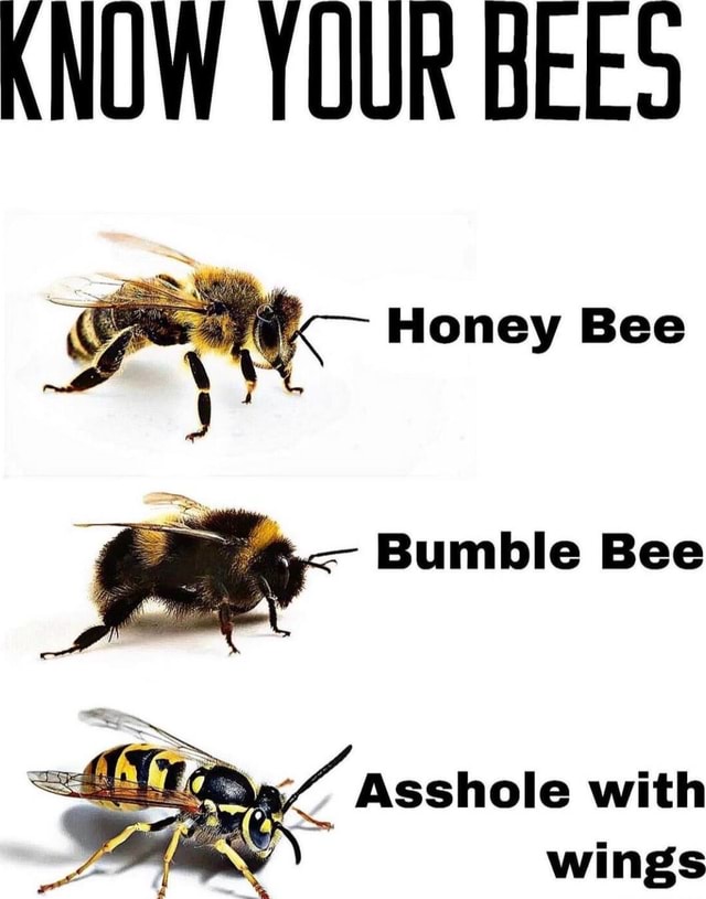 ANUW YOUR BEES Honey Bee Bumble Bee Asshole with wings - iFunny