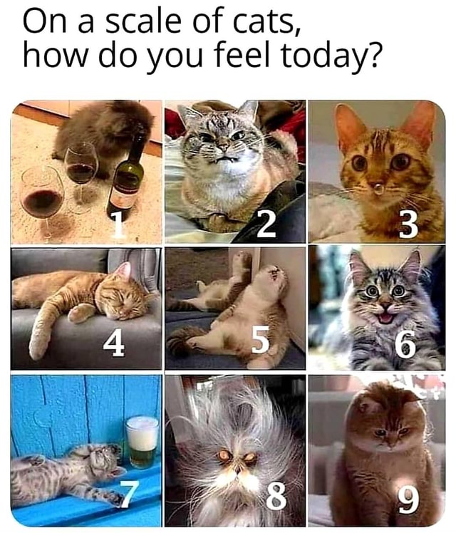 On A Scale Of Cats How Do You Feel Today America S Best Pics And Videos