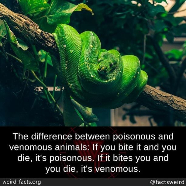 SS SS The difference between poisonous and venomous animals: If you ...