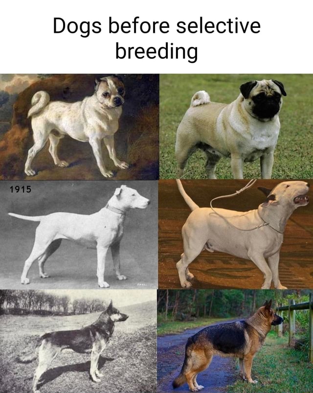 Dogs before selective breeding iFunny