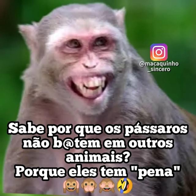 Scr 😂🤣🙈 Sigam: @macaquinho_sincero - macaquinho -Sincero Sabe por que ...