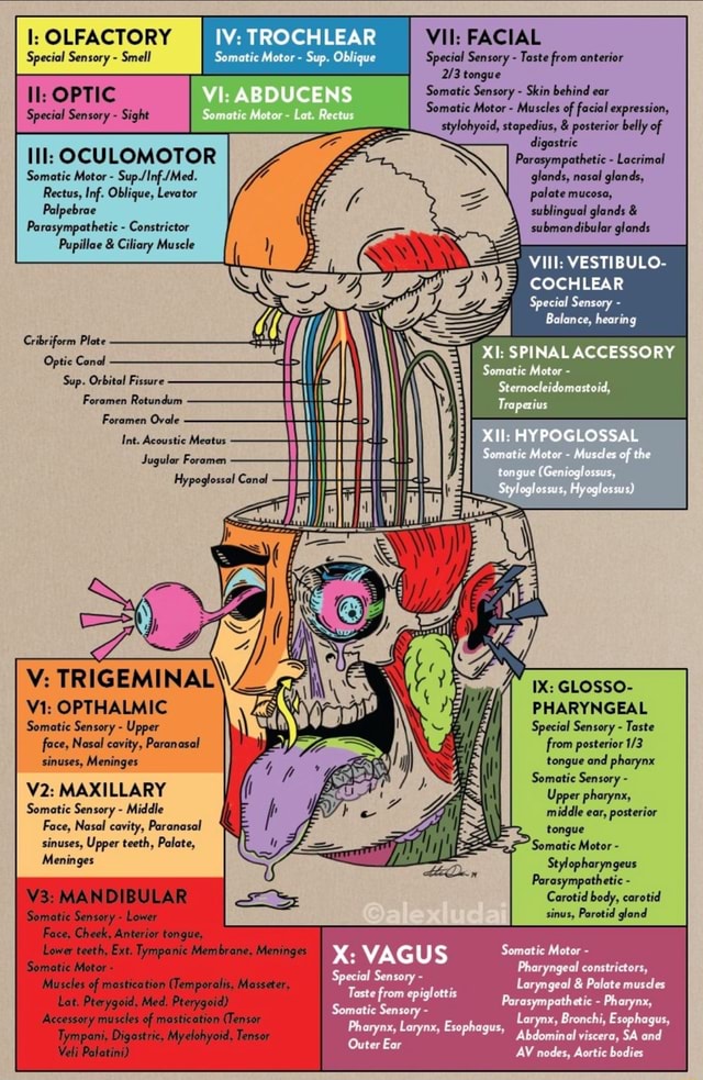 IV: TROCHLEAR Somatic Motor Sup. Oblique Vi: ABDUCENS Somatic Motor ...