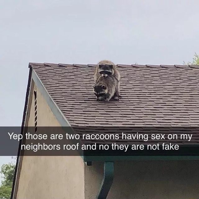 Yep Those Are Two Raccoons Having Sex On My Neighbors Roof And No They