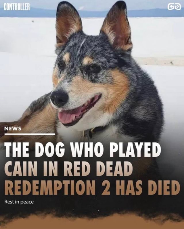 CONTROLLER THE DOG WHO PLAYED CAIN IN RED DEAD APFAFAARTIALA UAG RIFR ...