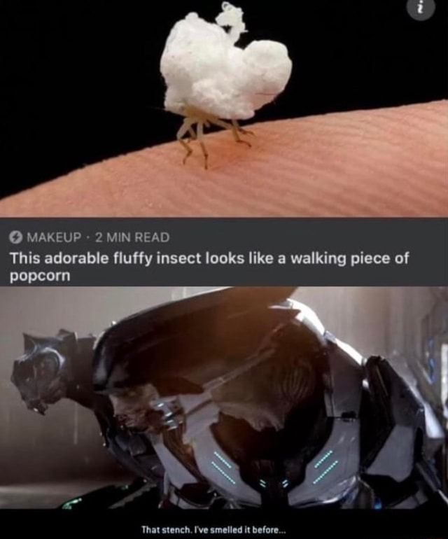 MAKEUP 2 MIN READ This adorable fluffy insect looks like a walking