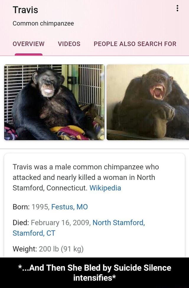 chimpanzee kills woman