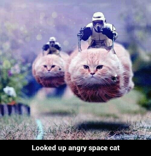 looked-up-angry-space-cat-looked-up-angry-space-cat