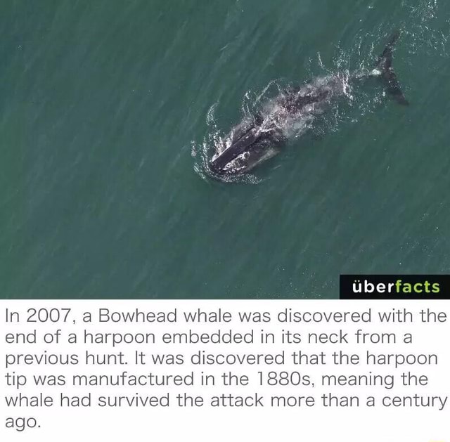 Úberíacts [h 2007, a Bowhead whale was discovered with the end of a ...