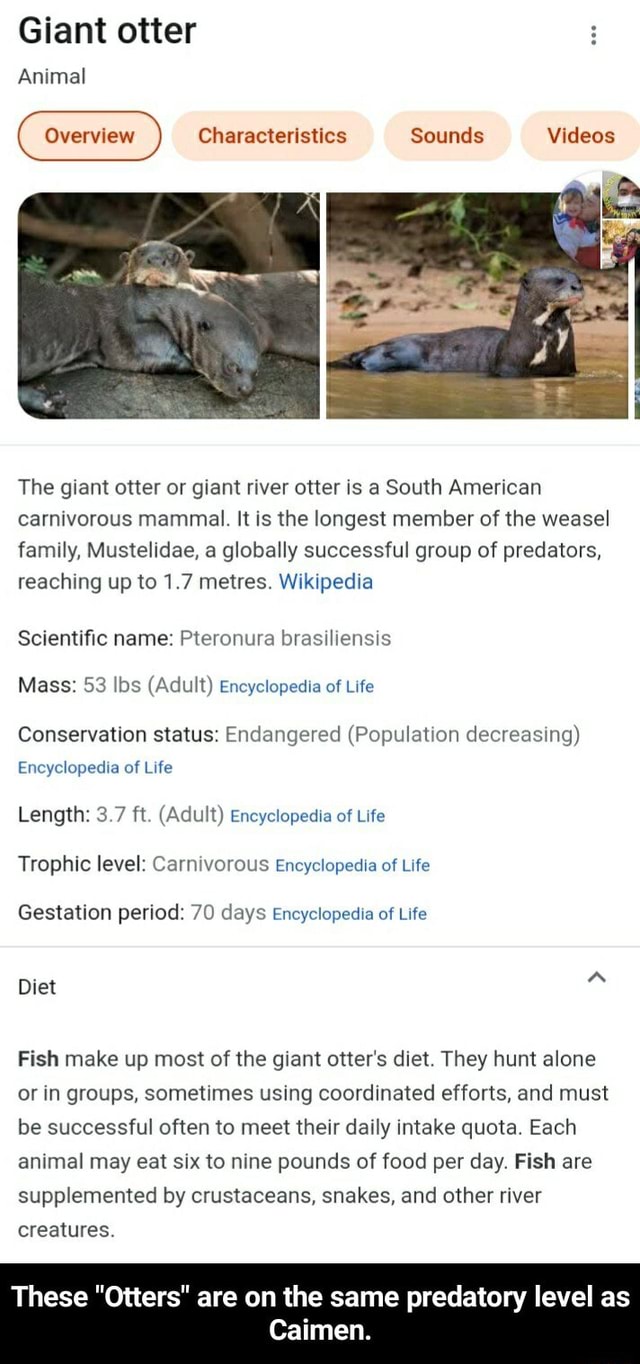 Giant otter Overview Characteristics Sounds Videos Animal The giant