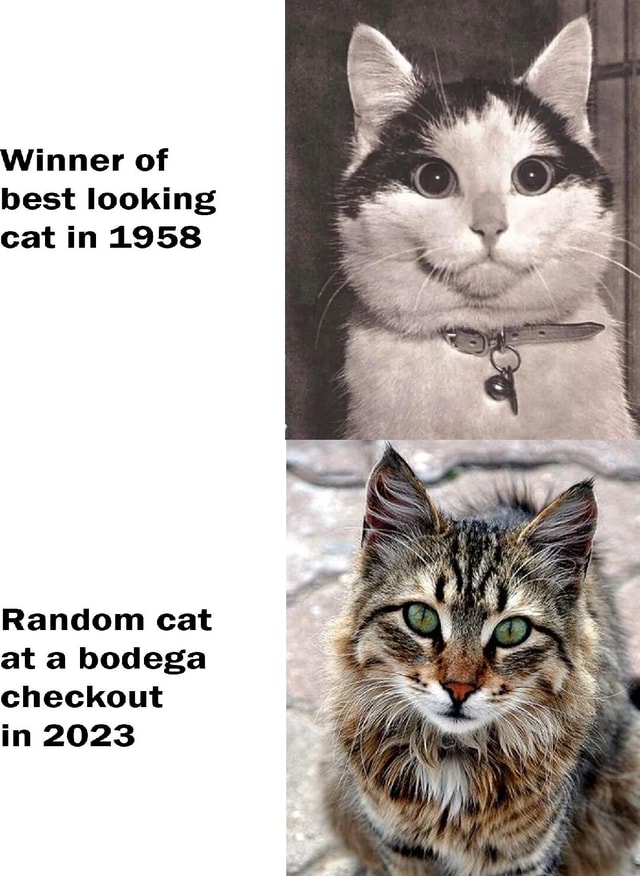 Winner of best looking cat in 1958 Random cat at a bodega checkout in