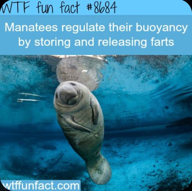 TE fun fact Manatees requiate their buoyancy by storing and releasing