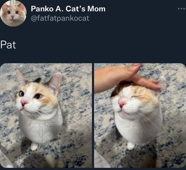 Panko A. Cat's Mom @fatfatpankocat Pat - iFunny