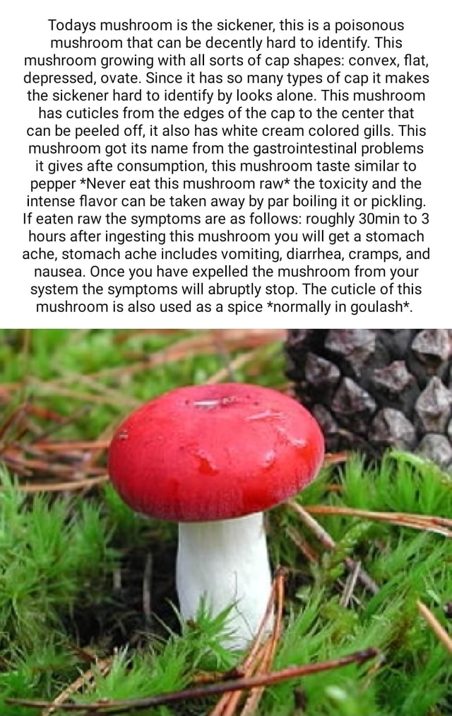 Todays mushroom is the sickener, this is a poison mushroom that can be decently hard to identify