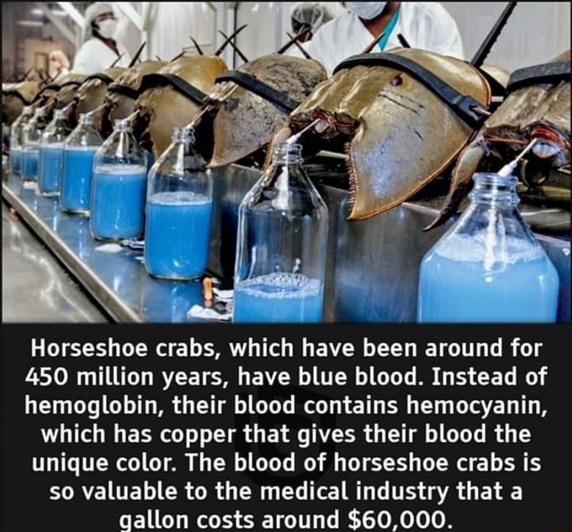 Horseshoe crabs, which have been around for 450 million years, have