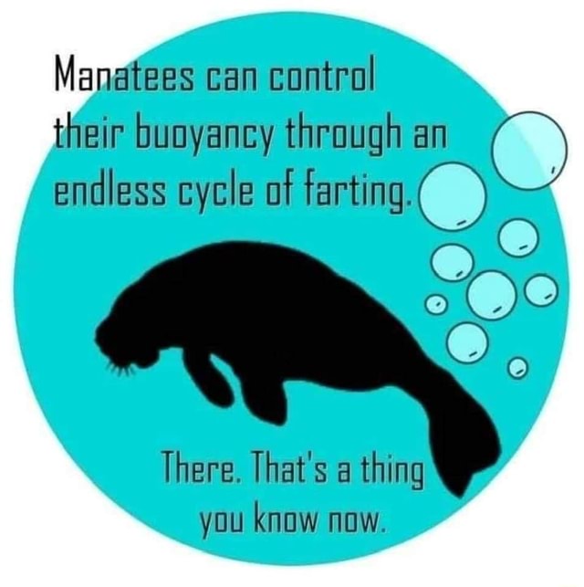 Manatees can control their buoyancy endless cycle through of farting
