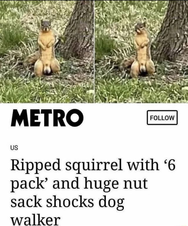US Ripped squirrel with '6 pack' and huge nut sack shocks dog walker iFunny