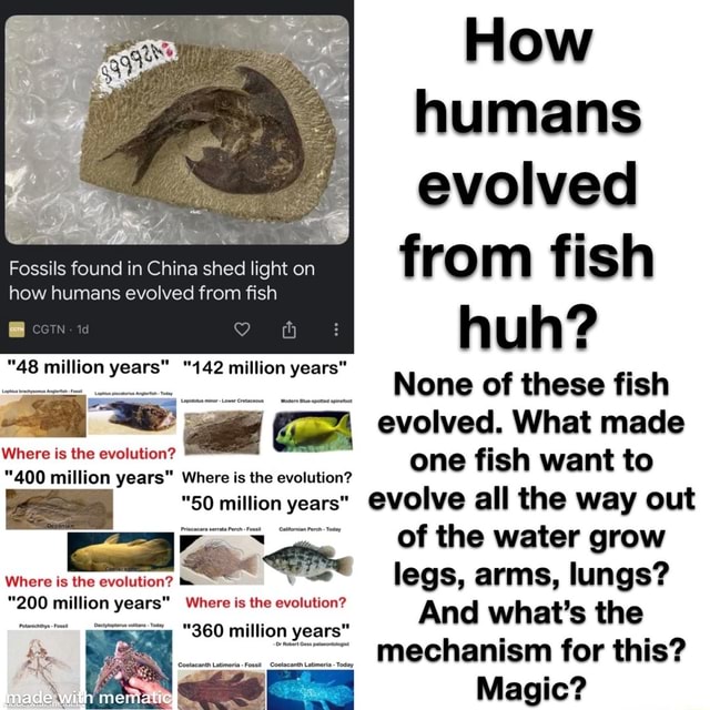 How humans evolved from fish how humans evolved from fish huh? "48