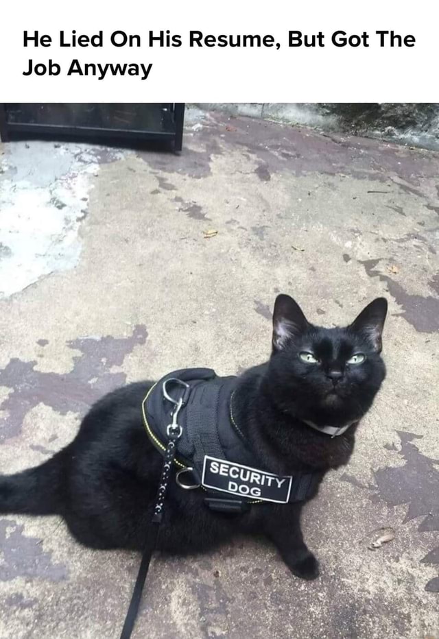 He Lied On His Resume, But Got The Job Anyway iFunny