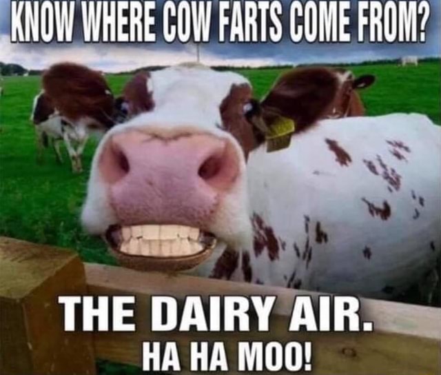 KNOW WHERE COW FARTS COME FROM? THE DAIRY AIR. HA HA iFunny