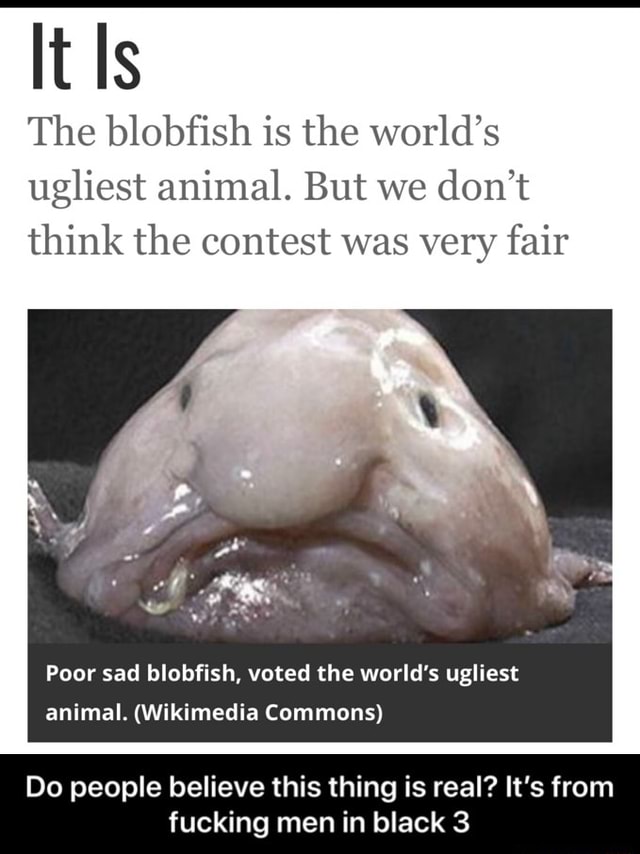 We are all the blobfish.. Behold, on the left, the “world's…