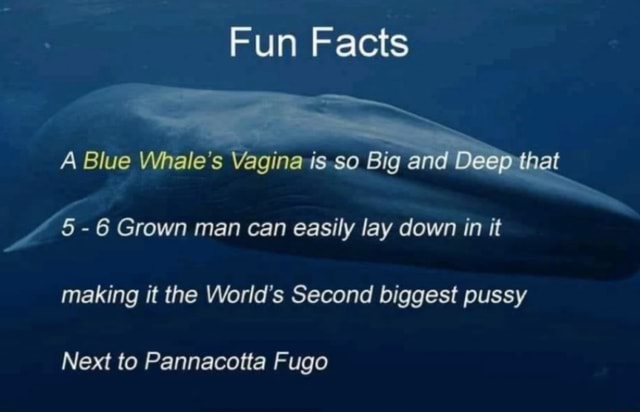 Fun Facts A Blue Whale's Vagina is so Big and Deep that - 6 Grown man