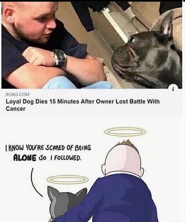 9gag-com-loyal-dog-dies-15-minutes-after-owner-lost-battle-with-cancer