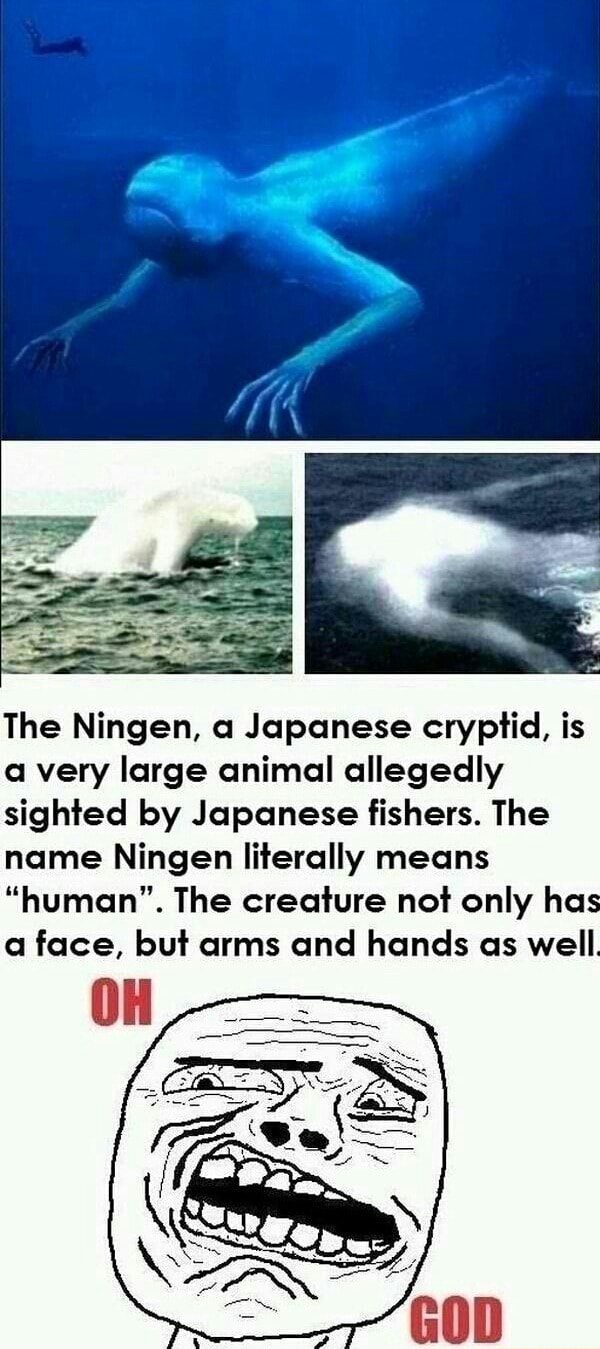 The Ningen A Japanese Cryptid Is A Very Large Animal Allegedly Sighted By Japanese Fishers The Name Ningen Literally Means Human The Creature Not Only Has A Face But Arms And Hands