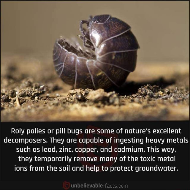 Thank you little helpers! Roly polies or pill bugs are some of nature's excellent