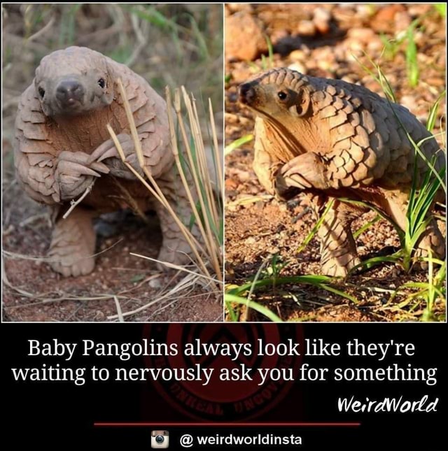 Baby Pangolins always look like they're waiting to nervously ask you for  something WerrdWorld @weirdworldinsta - iFunny