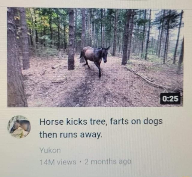 Horse kicks tree, farts on dogs then runs away. iFunny