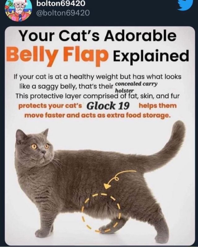 Your Cat's Adorable Belly Flap Explained if your cat is at a healthy