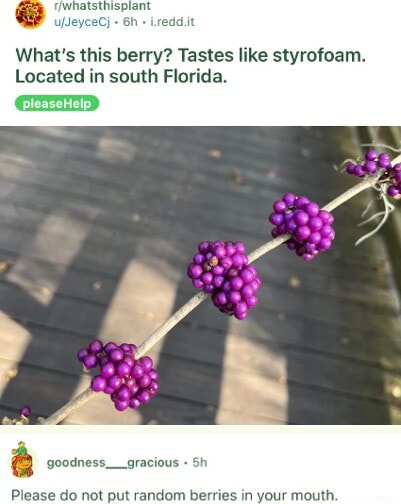 what-s-this-berry-tastes-like-styrofoam-located-in-south-florida