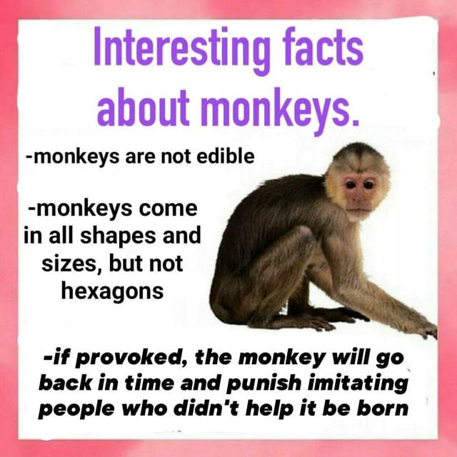 Interesting facts about monkeys. monkeys are not edible monkeys come